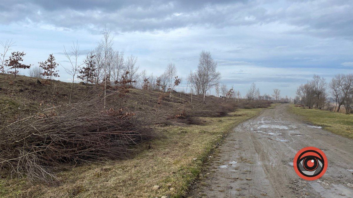 Як зараз виглядає Шевченківське озеро у Коломиї? 5