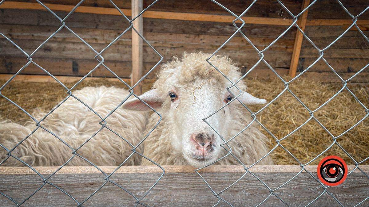 Як коломийська дітвора Миколая зустрічала 16