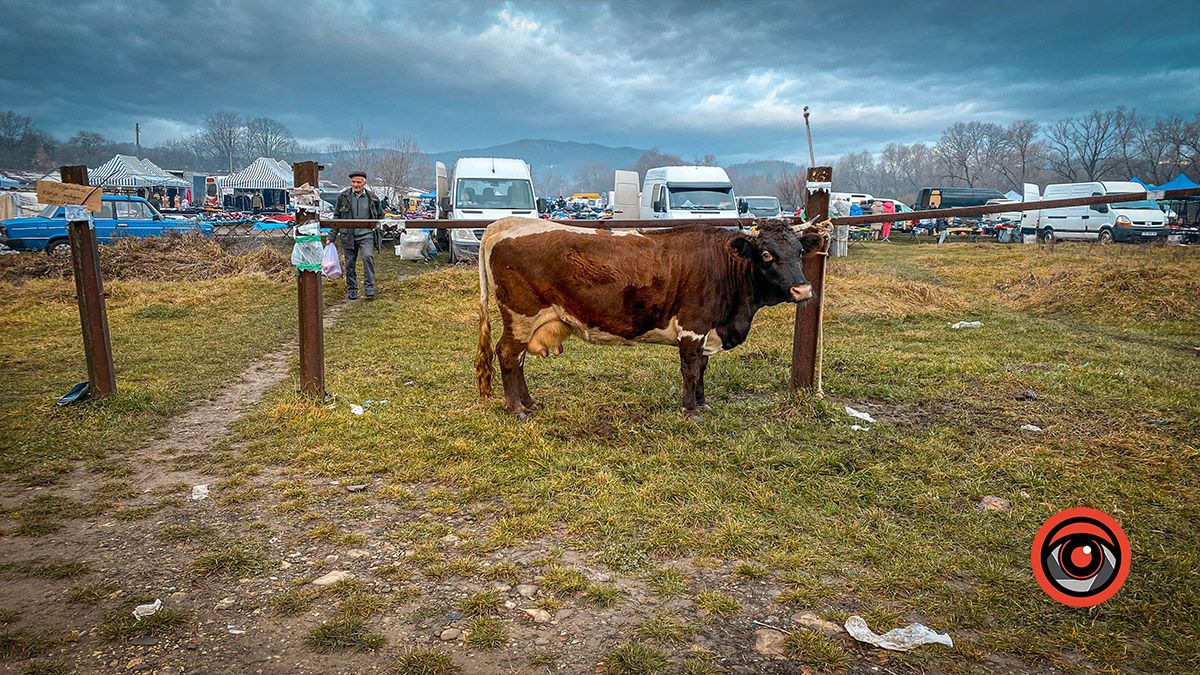 Косівський базар: 100-річні вишиванки, копчені коники та свині у багажнику 10
