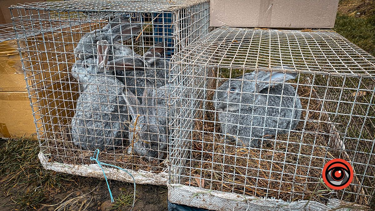 Косівський базар: 100-річні вишиванки, копчені коники та свині у багажнику 11