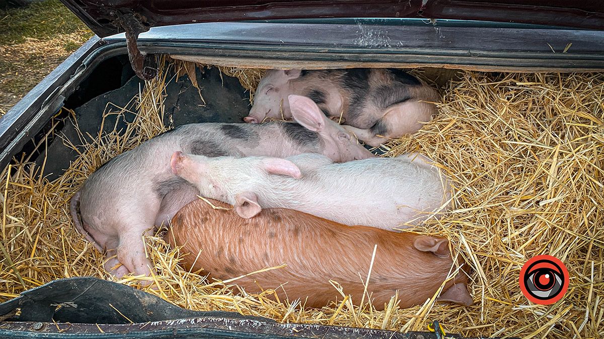 Скільки нині вартує маленьке поросятко? 1