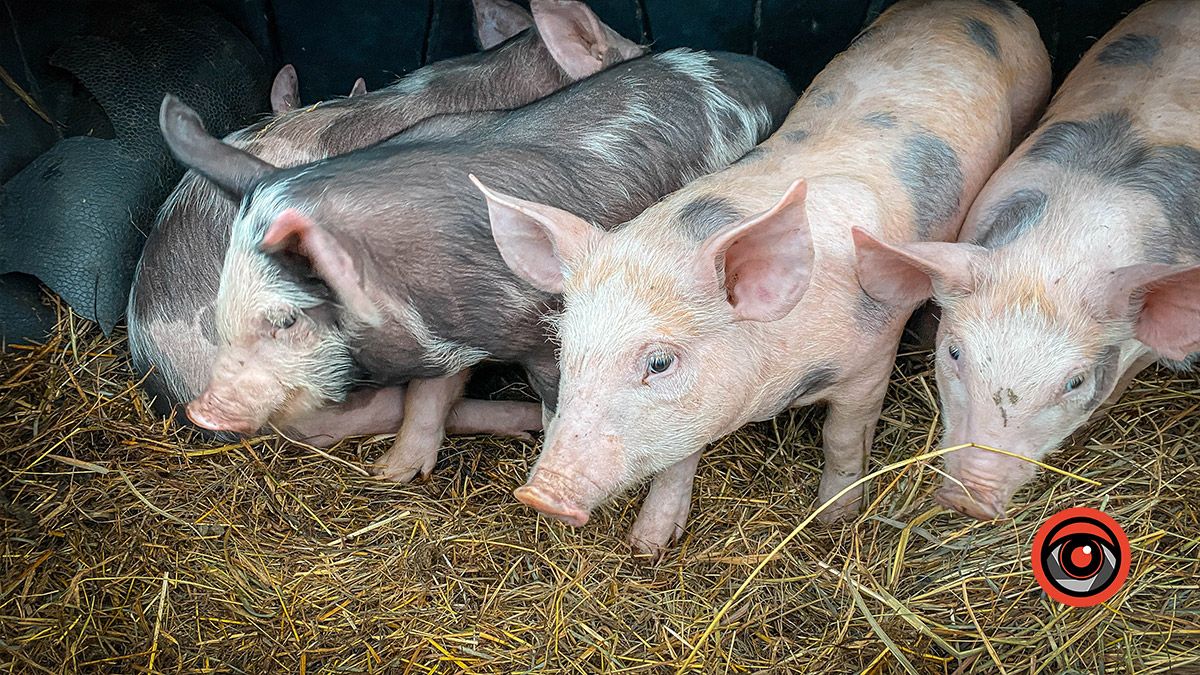 Скільки нині вартує маленьке поросятко?