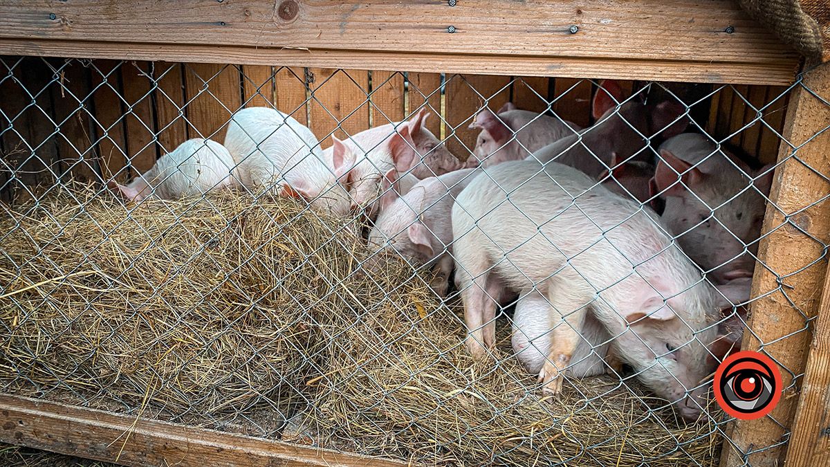 Косівський базар: 100-річні вишиванки, копчені коники та свині у багажнику 14