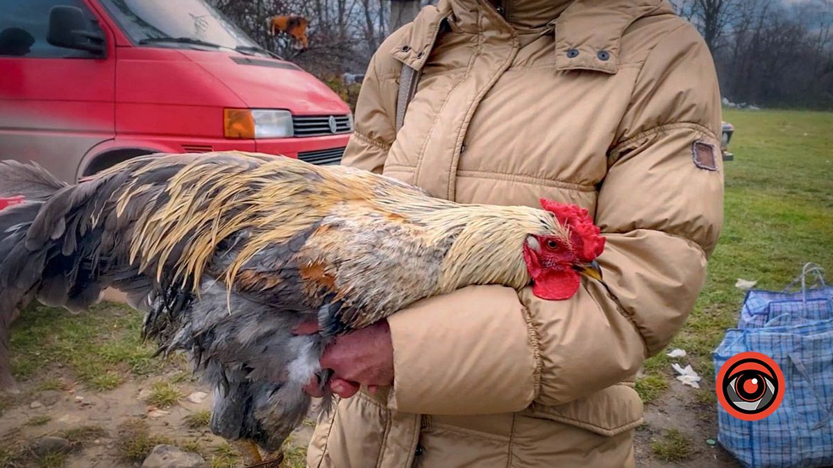 Косівський базар: 100-річні вишиванки, копчені коники та свині у багажнику 16