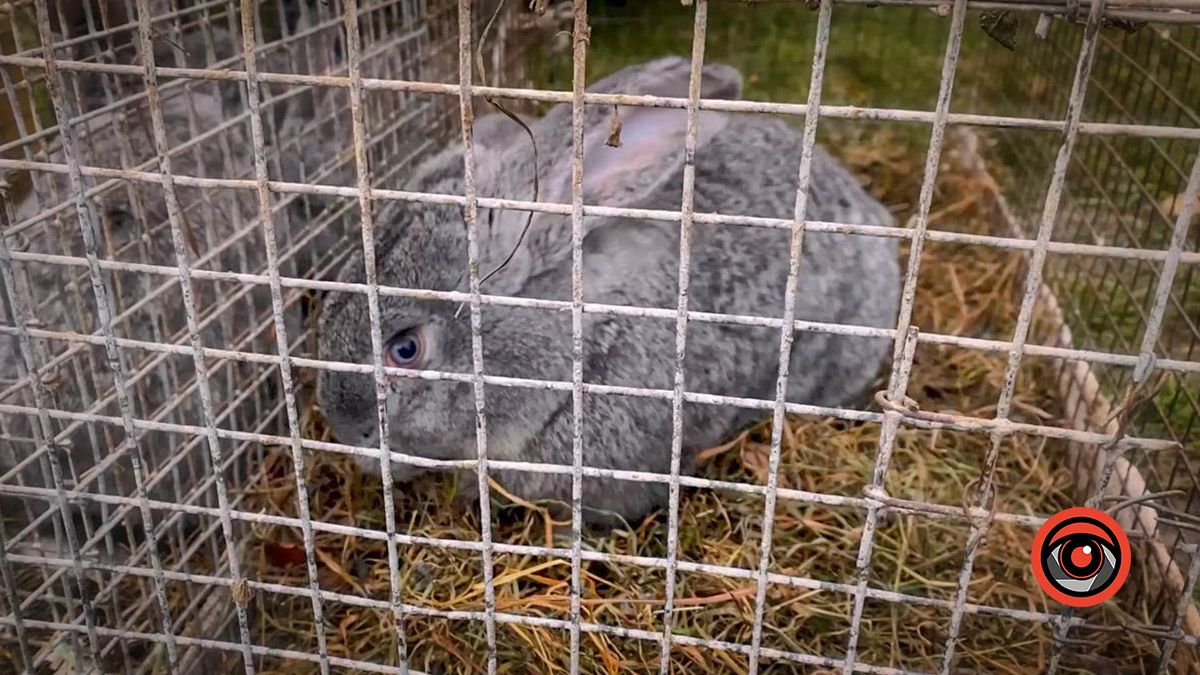 Косівський базар: 100-річні вишиванки, копчені коники та свині у багажнику 12