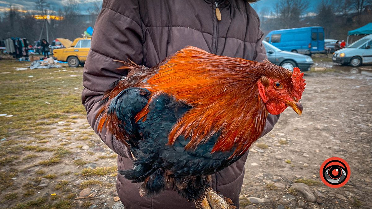 Косівський базар: 100-річні вишиванки, копчені коники та свині у багажнику 15