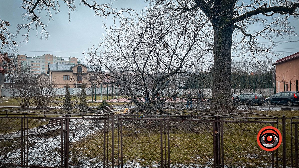 Зрізали й сліду не лишилось: на подвір'ї школи №10 мінус 1 дерево (фотофакт) 1