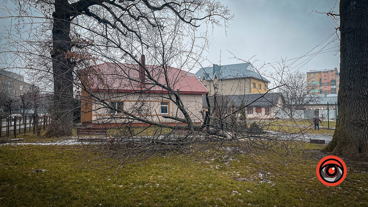 Зрізали й сліду не лишилось: на подвір'ї школи №10 мінус 1 дерево (фотофакт)