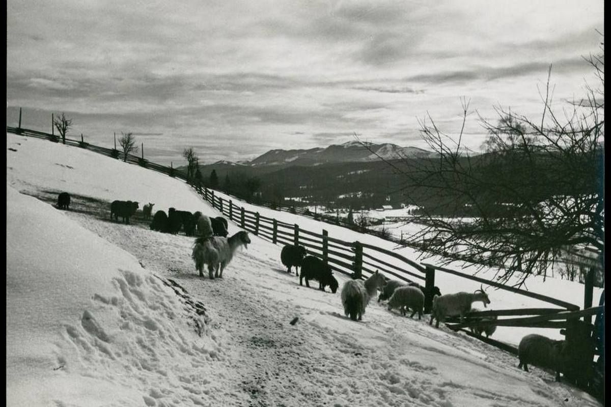 Сторічні зимові фото Ворохти, Татарова і Верховини / Жаб'є 38