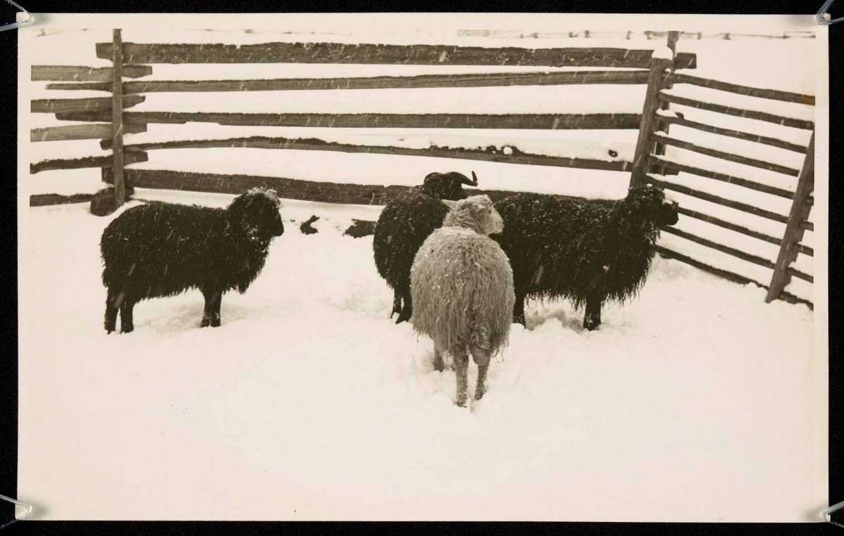 Сторічні зимові фото Ворохти, Татарова і Верховини / Жаб'є 35