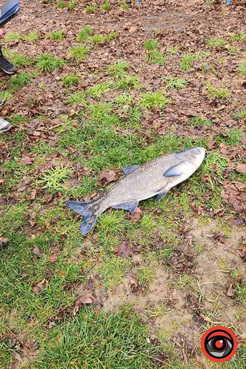 На міському озері в Коломиї вполювали 20-кілограмову рибину 2