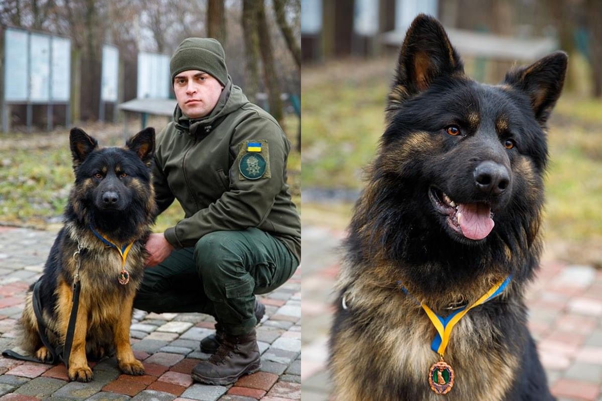 Гвардійська вівчарка зі своїм кінологом не дала злодію вкрасти сумку в прикарпатки 1