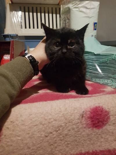 Чотирилапі друзі шукають теплу оселю та люблячих господарів 11