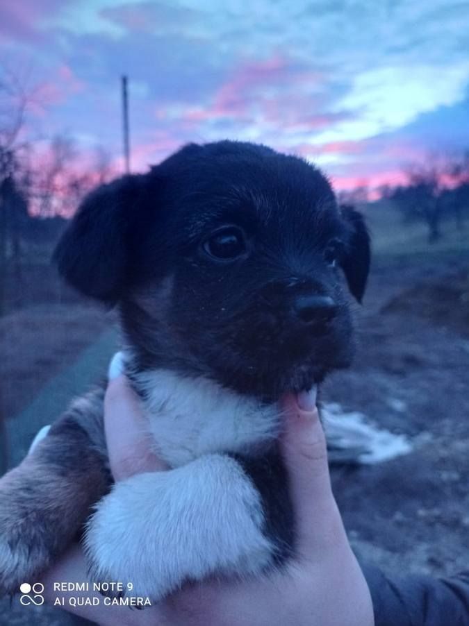 Які пухнастики шукають домівку в Коломиї 1 січня? 3