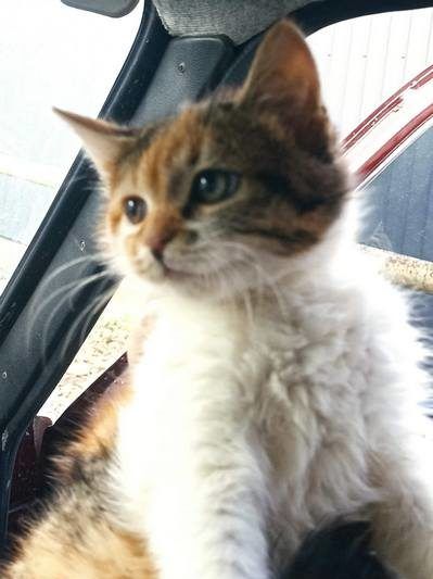 Чотирилапі друзі шукають теплу оселю та люблячих господарів 12