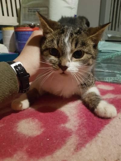 Чотирилапі друзі шукають теплу оселю та люблячих господарів 13