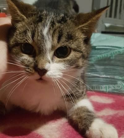 У Коломиї домашні улюбленці шукають дім 11