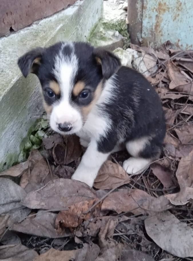 Які пухнастики шукають домівку в Коломиї 1 січня? 6