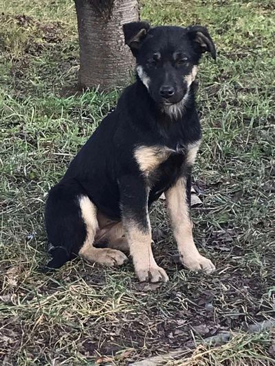 Які пухнастики шукають домівку в Коломиї 1 січня? 12