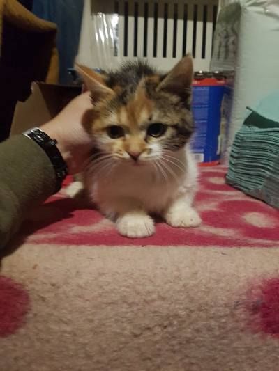 Чотирилапі друзі шукають теплу оселю та люблячих господарів 14