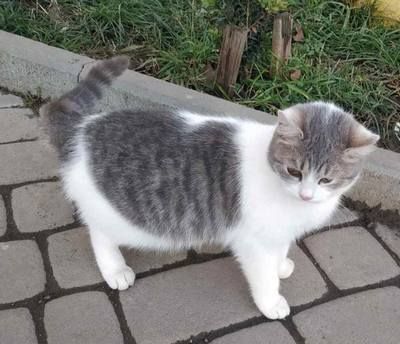 Які пухнастики шукають домівку в Коломиї 1 січня? 10