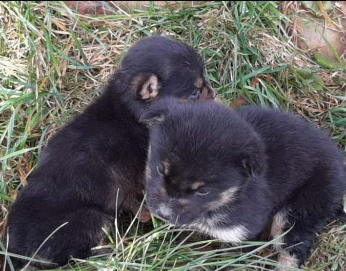 Які пухнастики шукають домівку в Коломиї 1 січня? 5