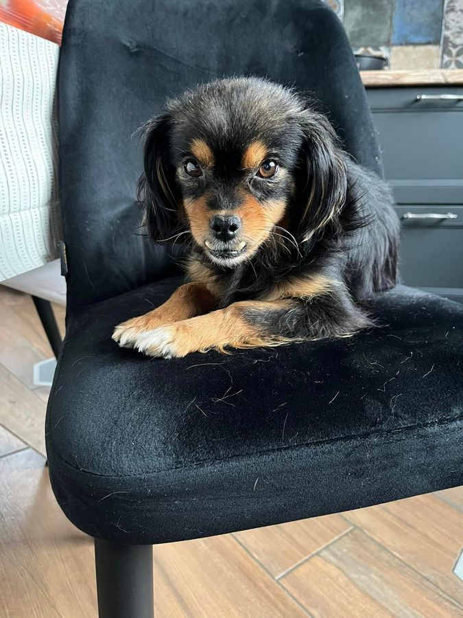 Які пухнастики шукають домівку в Коломиї 1 січня? 15