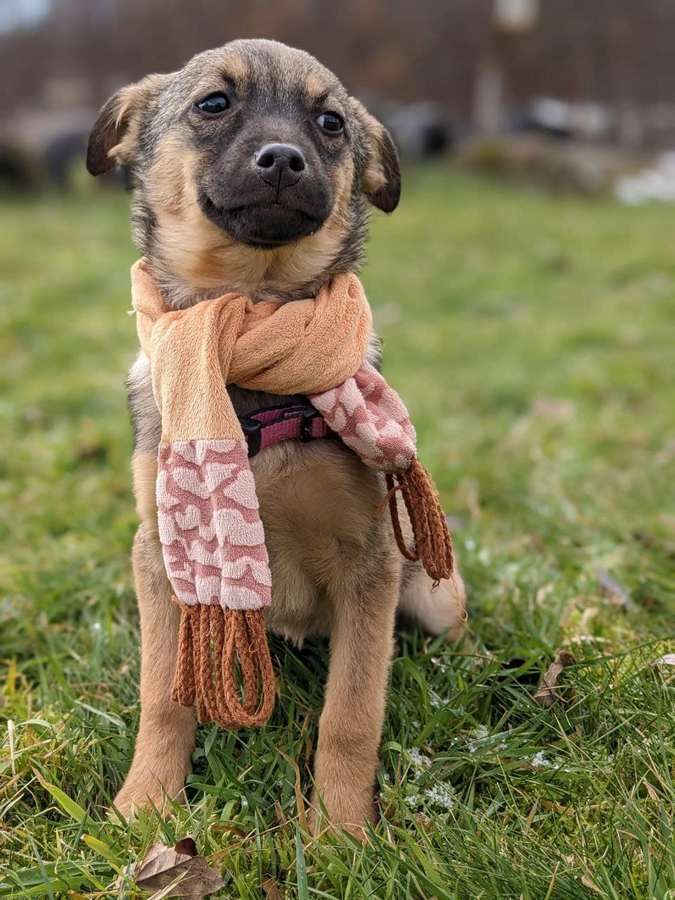 Які пухнастики шукають домівку в Коломиї 1 січня? 1