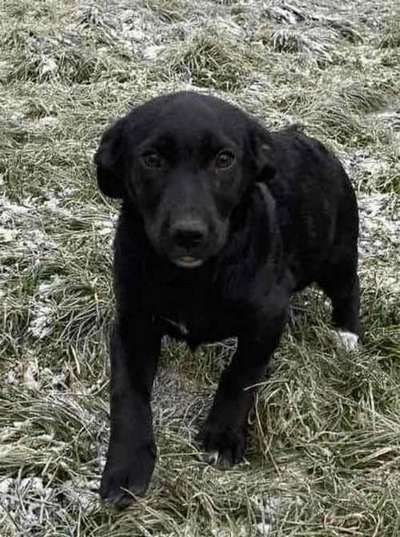 Які пухнастики шукають домівку в Коломиї 1 січня? 9