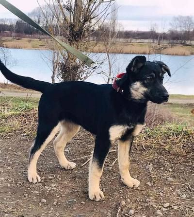 У Коломиї домашні улюбленці шукають дім 14