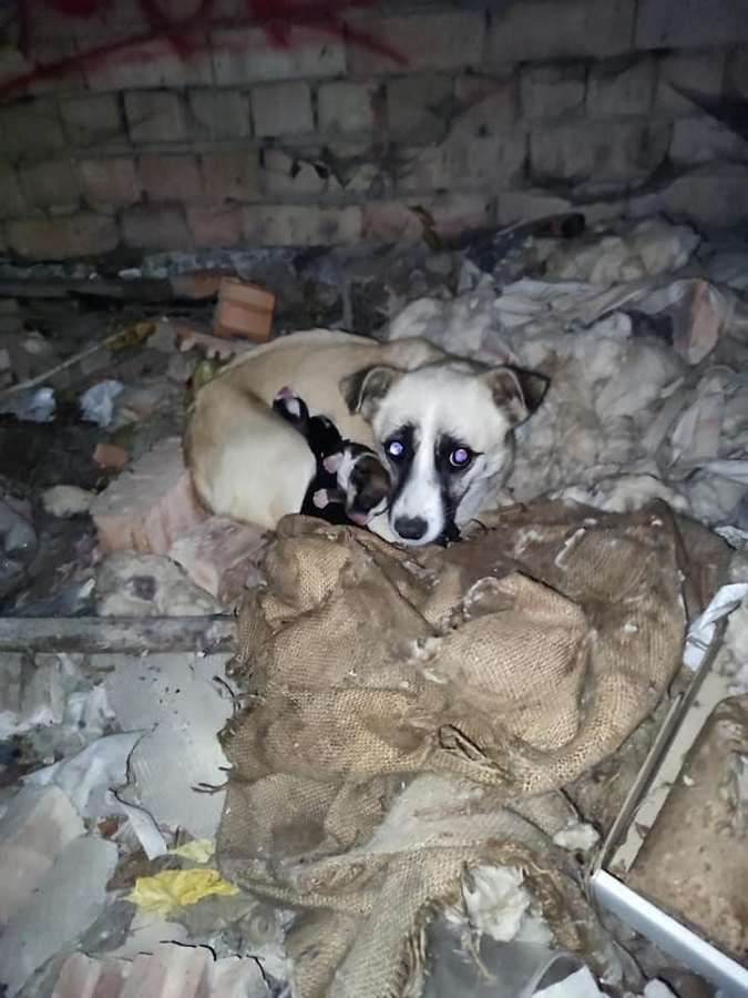 Які пухнастики шукають домівку в Коломиї 1 січня? 7