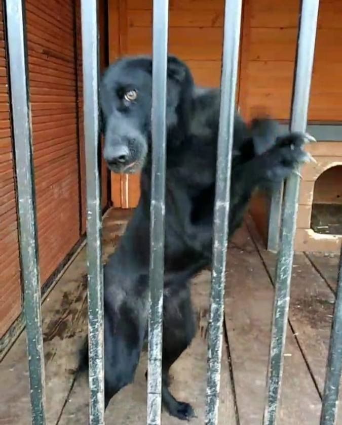 Які пухнастики шукають домівку в Коломиї 1 січня? 4