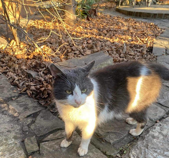 Чотирилапі друзі шукають теплу оселю та люблячих господарів 19