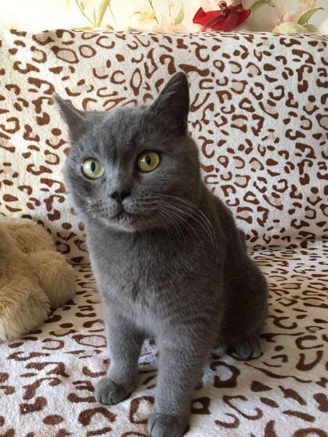 Які пухнастики шукають домівку в Коломиї 1 січня? 2