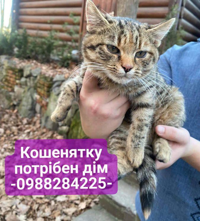 Чотирилапі друзі шукають теплу оселю та люблячих господарів 20