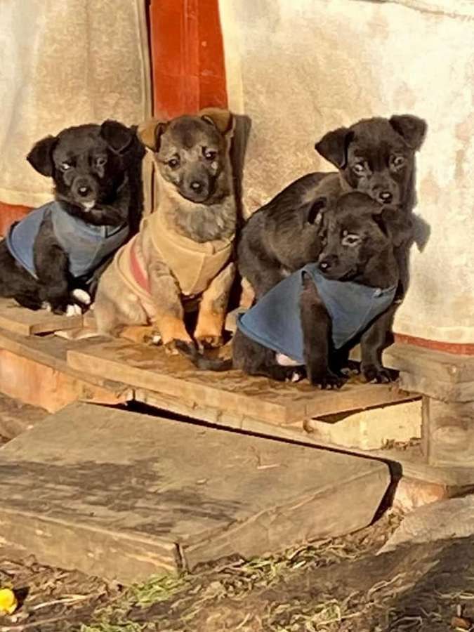 Чотирилапі друзі шукають теплу оселю та люблячих господарів 18