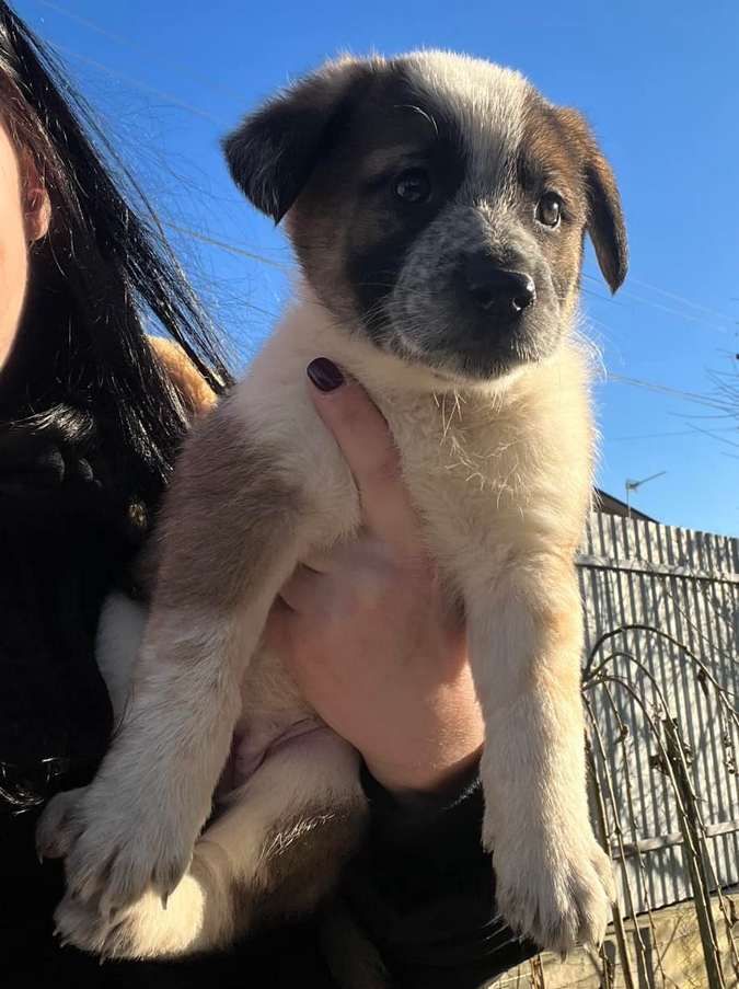 Чотирилапі друзі шукають теплу оселю та люблячих господарів 9