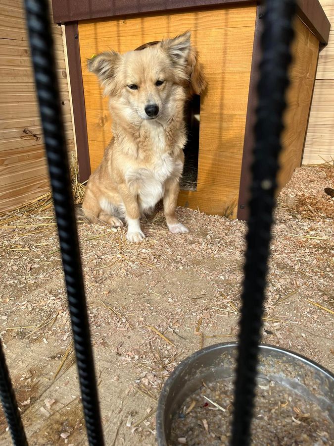 Чотирилапі друзі шукають теплу оселю та люблячих господарів 16