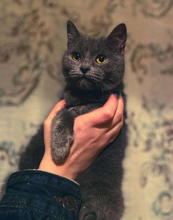 Чотирилапі друзі шукають теплу оселю та люблячих господарів 15