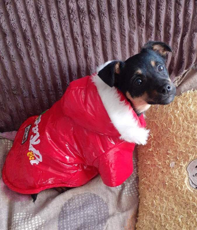 Чотирилапі друзі шукають теплу оселю та люблячих господарів 17