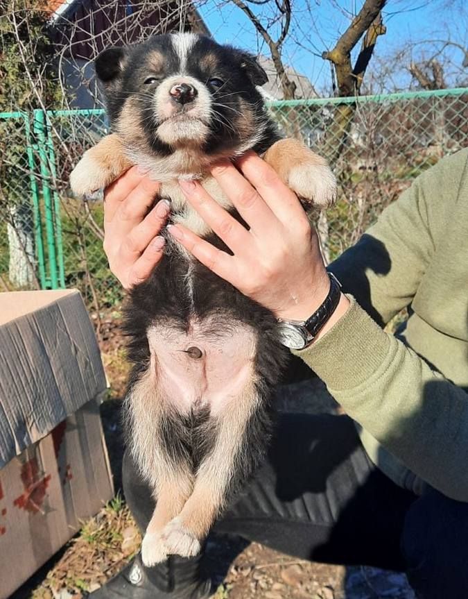 Чотирилапі друзі шукають теплу оселю та люблячих господарів 1