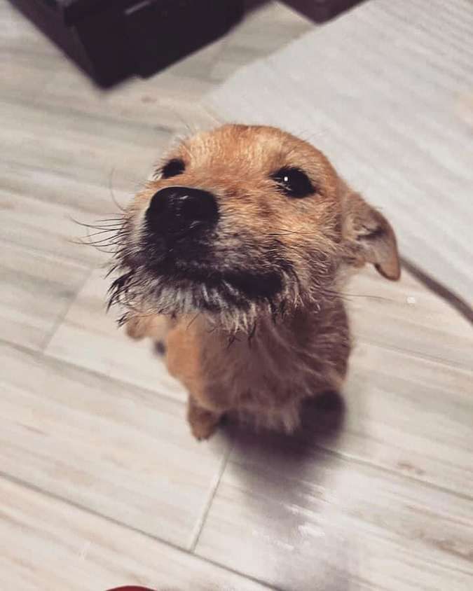 Чотирилапі друзі шукають теплу оселю та люблячих господарів 10