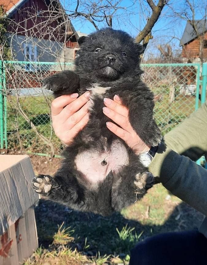 Чотирилапі друзі шукають теплу оселю та люблячих господарів 2