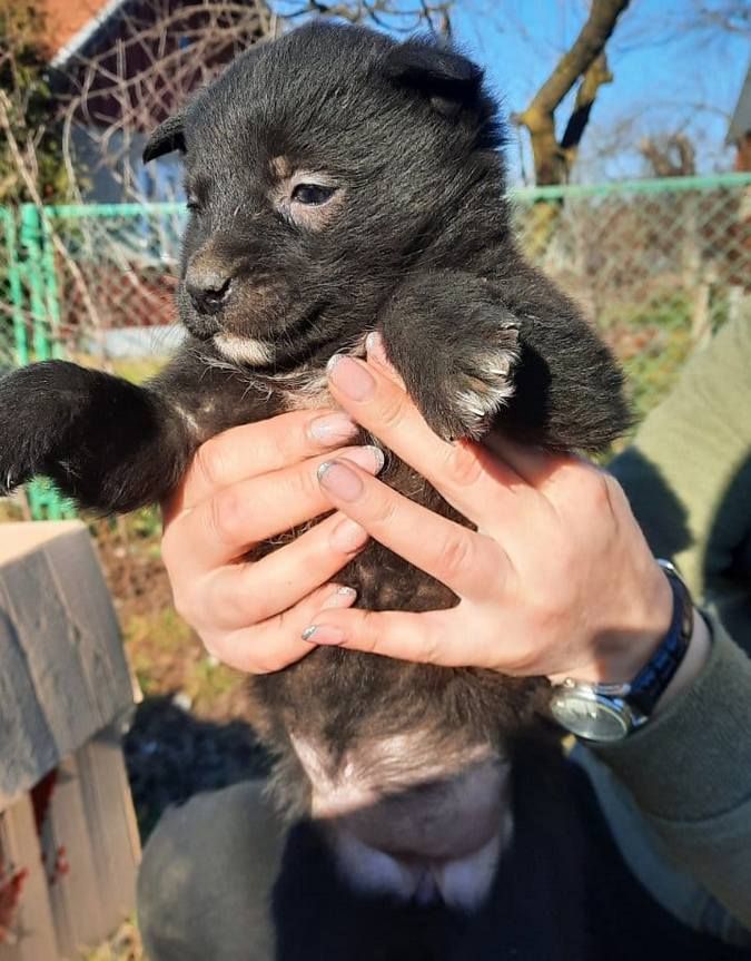 Чотирилапі друзі шукають теплу оселю та люблячих господарів 3