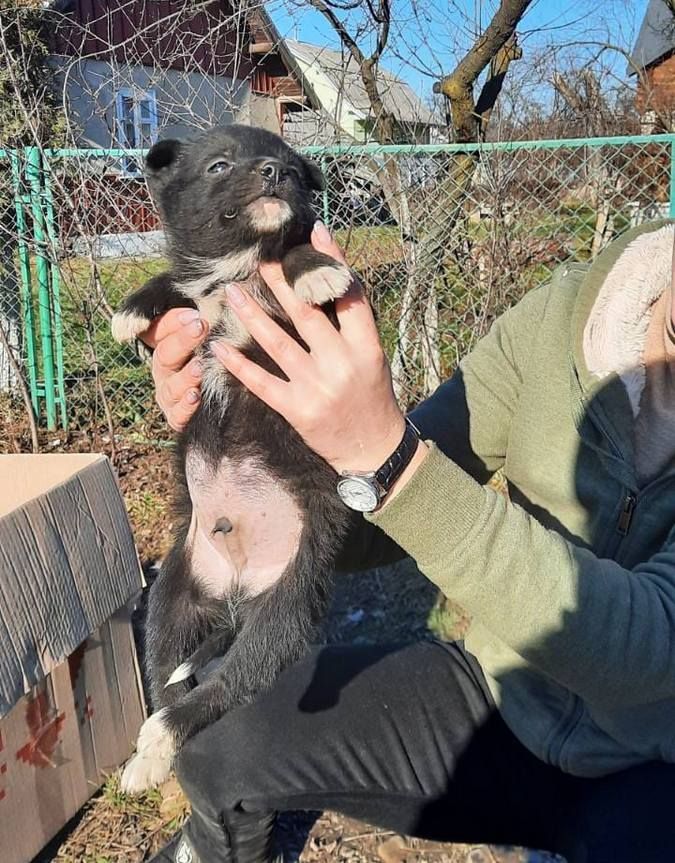 Чотирилапі друзі шукають теплу оселю та люблячих господарів 4