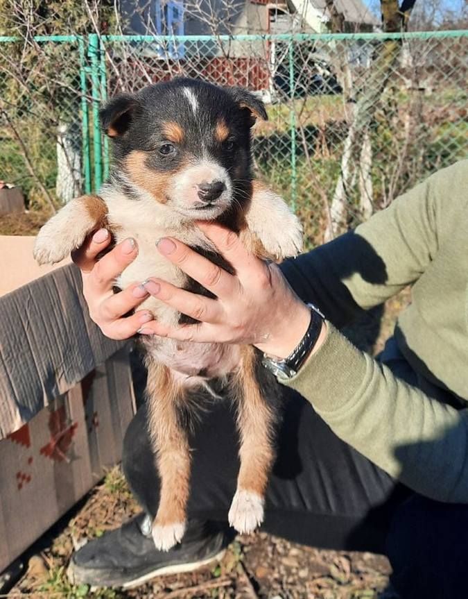 Чотирилапі друзі шукають теплу оселю та люблячих господарів 5