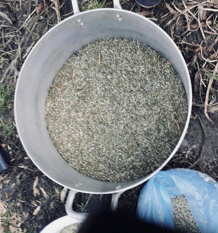 У 59-річного прикарпатця знайшли 8 кг марихуани 1