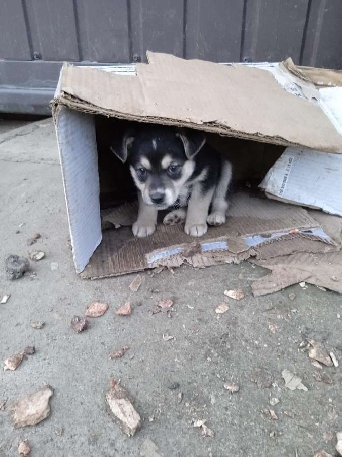 Чотирилапі друзі шукають теплу оселю та люблячих господарів 7