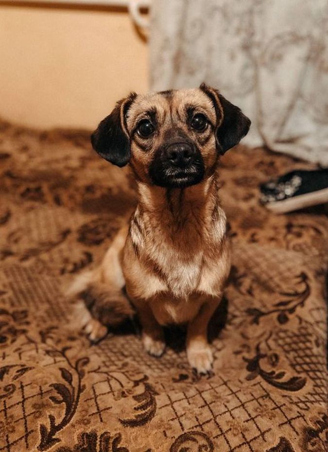 Чотирилапі друзі шукають теплу оселю та люблячих господарів 8