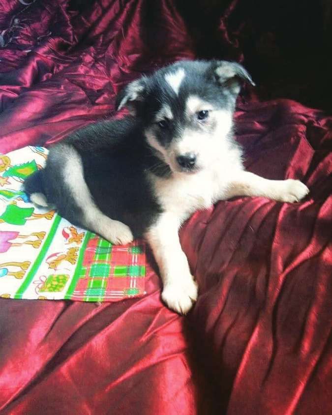 У Коломиї домашні улюбленці шукають дім 17